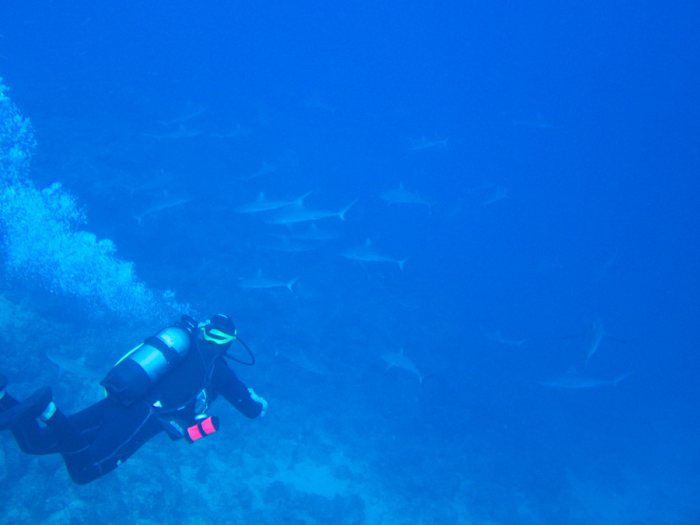 Requin gris de récif