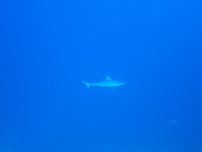 Requin gris de récif