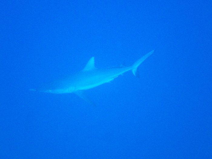 Requin gris de récif