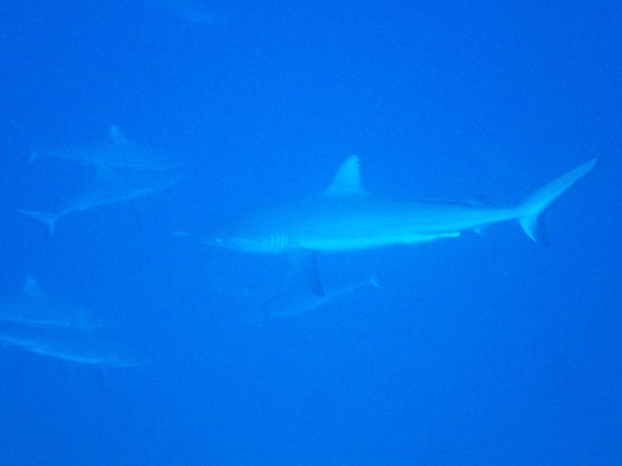 Requin gris de récif