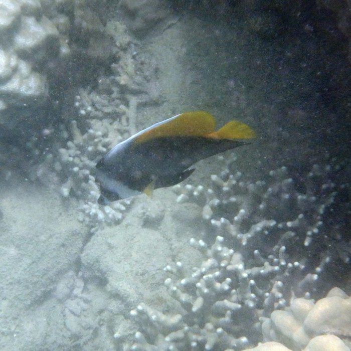 Heniochus singularius