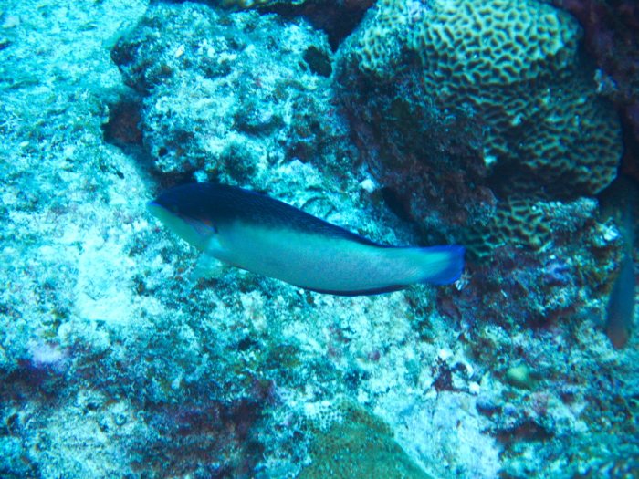 Anampses neoguinaicus