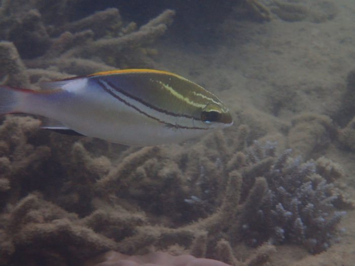 Scolopsis bilineata