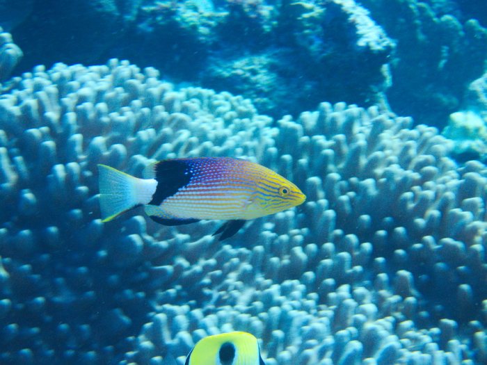 Bodianus loxozonus