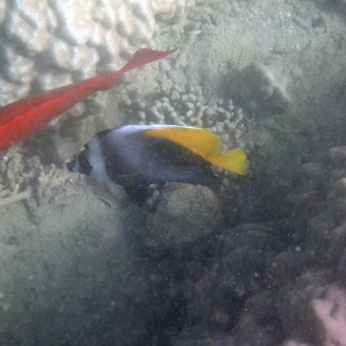 Heniochus singularius