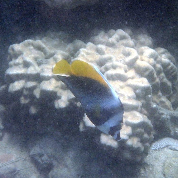 Heniochus singularius