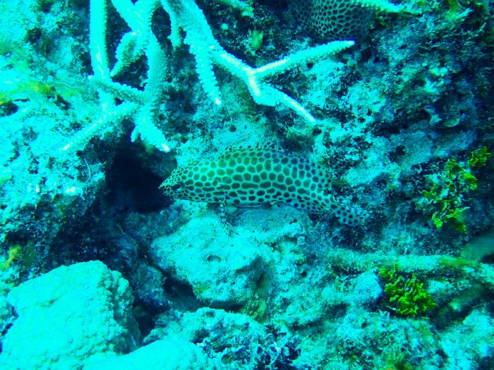 Epinephelus merra