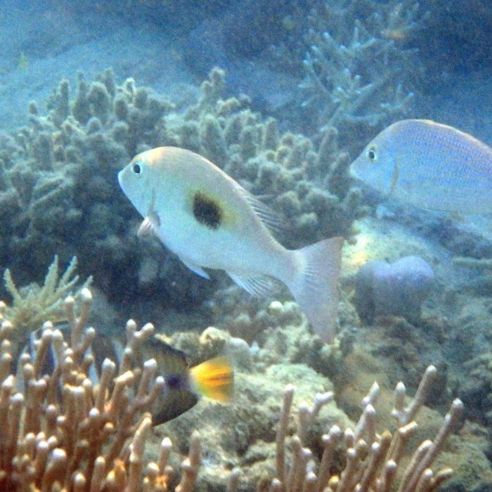 Lethrinus harak