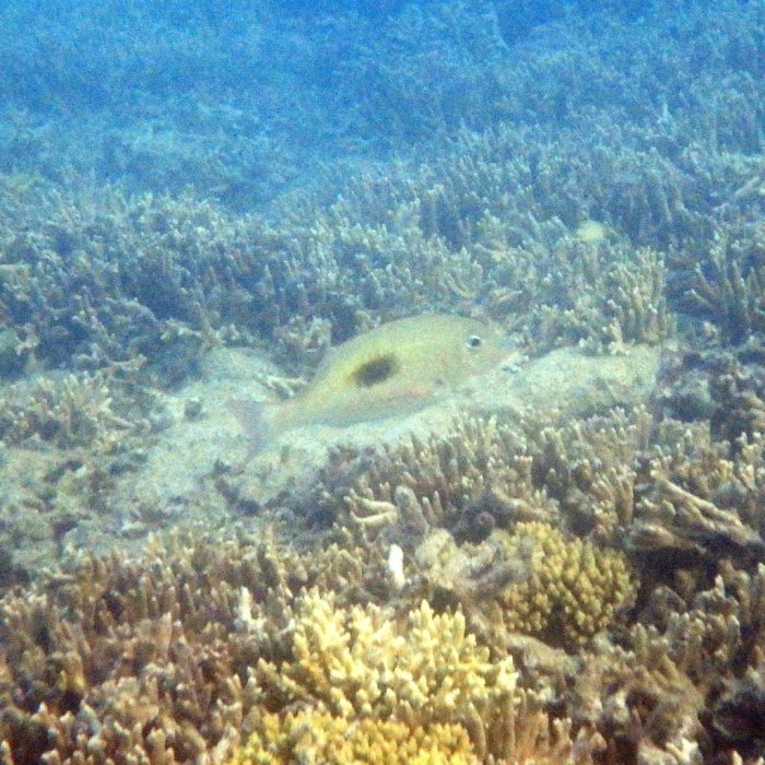 Lethrinus harak