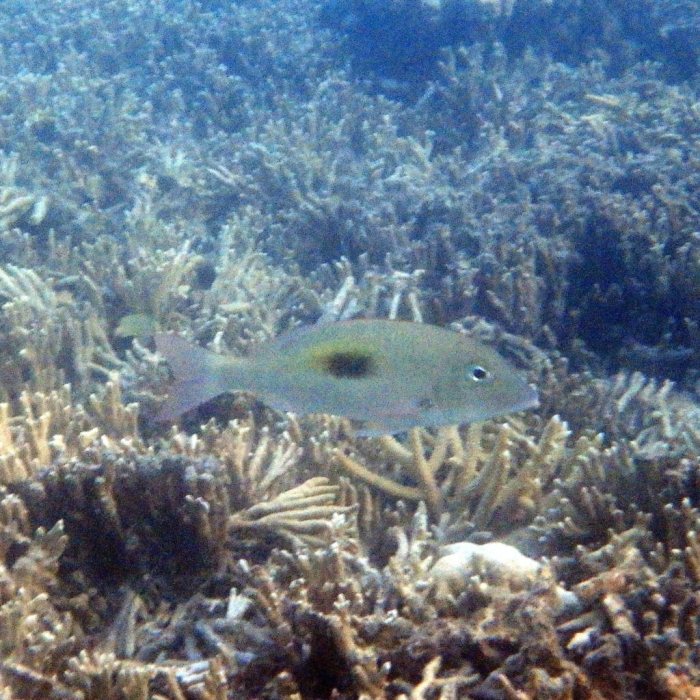 Lethrinus harak