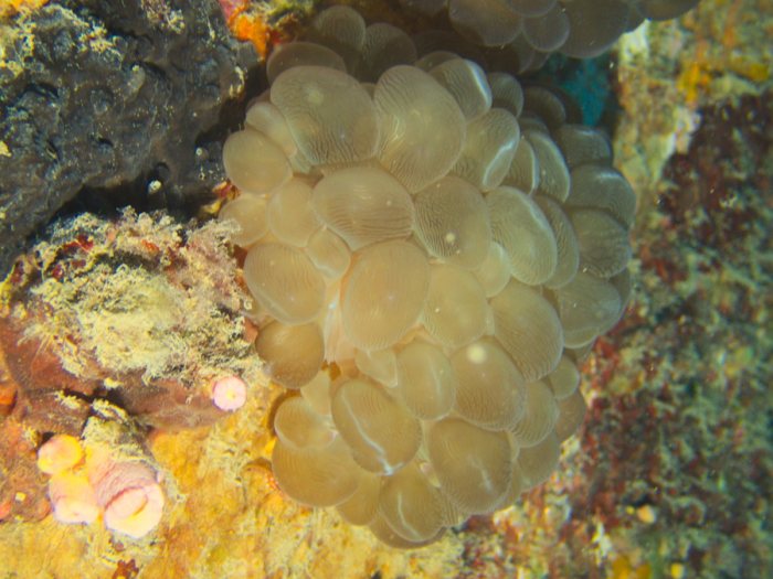 Plerogyra sinuosa