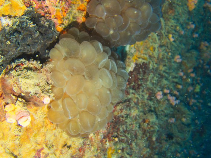 Plerogyra sinuosa