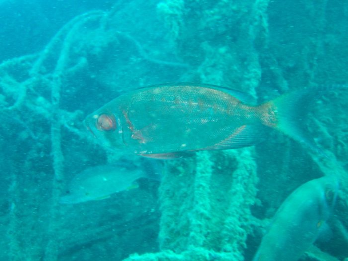 Priacanthus hamrur