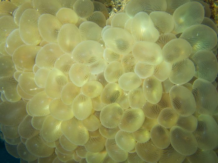 Plerogyra sinuosa