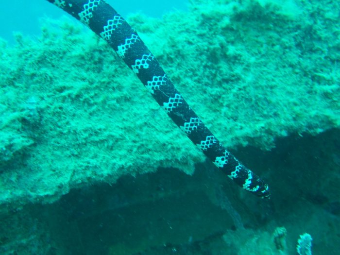 Emydocephalus annulatus