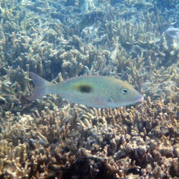 Lethrinus harak