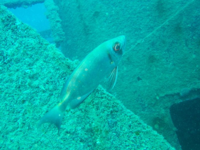 Priacanthus hamrur