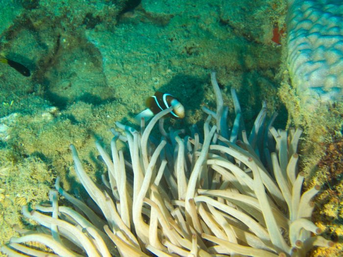 Amphiprion akindynos