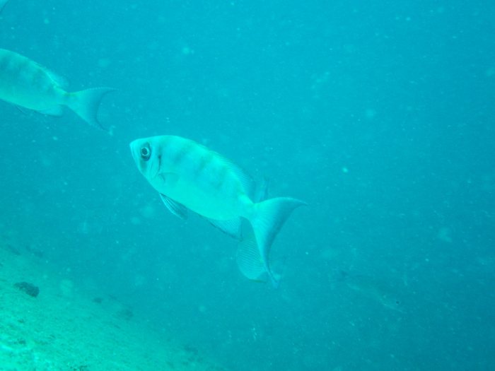 Priacanthus hamrur
