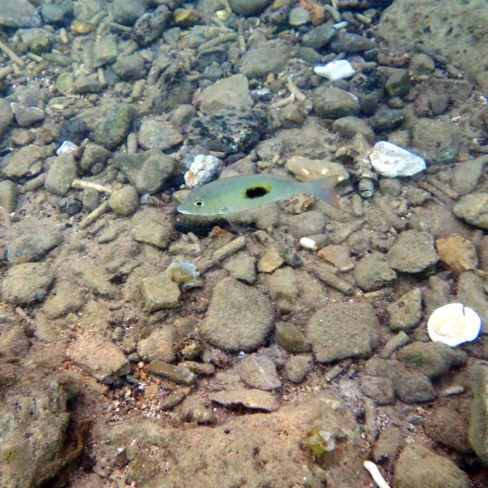 Lethrinus harak