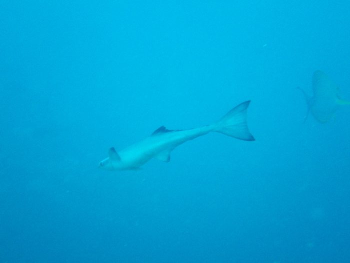 Rémoras