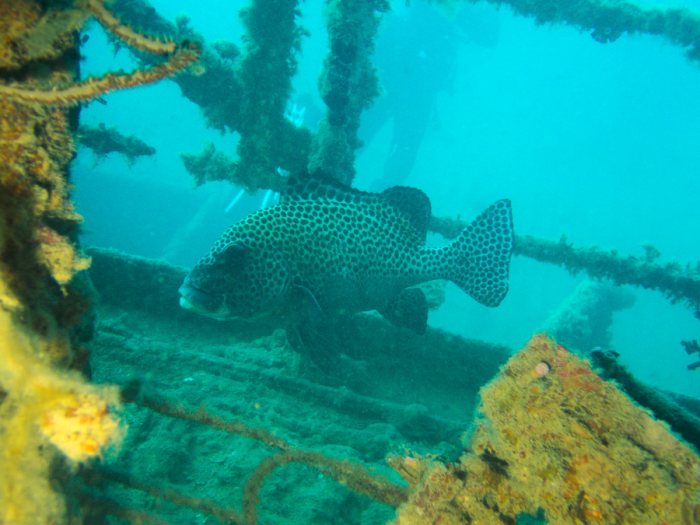 Plectorhinchus chaetodonides