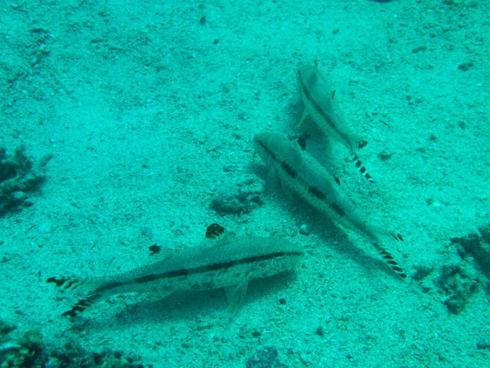 Upeneus tragula