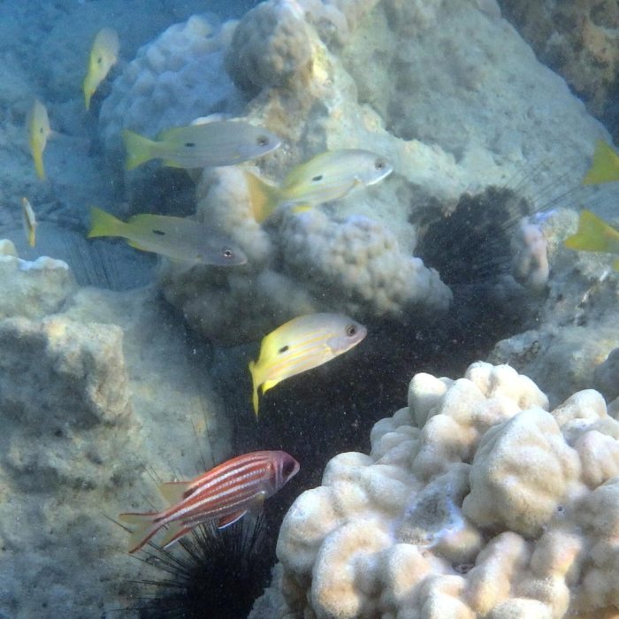 Lutjanus fulviflamma