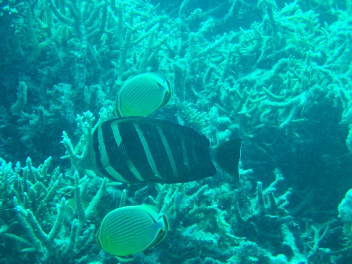 Zebrasoma velifer