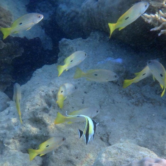 Lutjanus fulviflamma