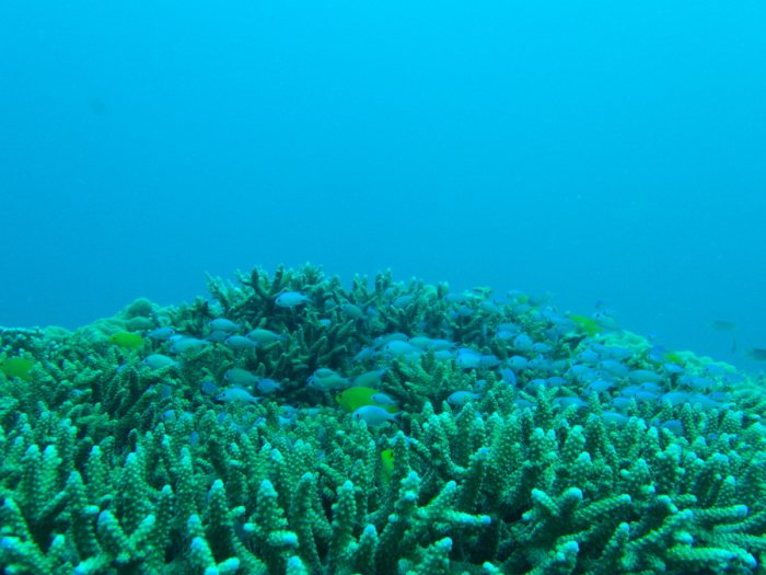 Chromis viridis