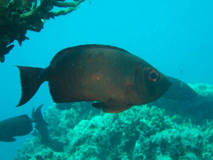 Priacanthus hamrur