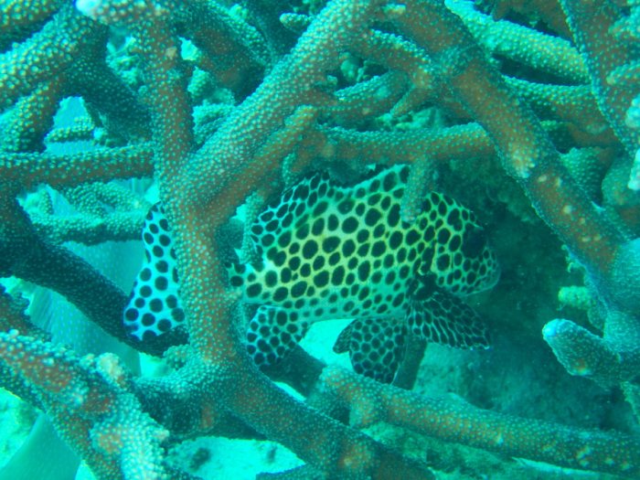 Plectorhinchus chaetodonides