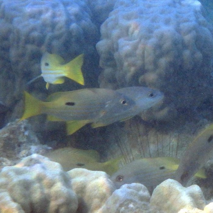 Lutjanus fulviflamma
