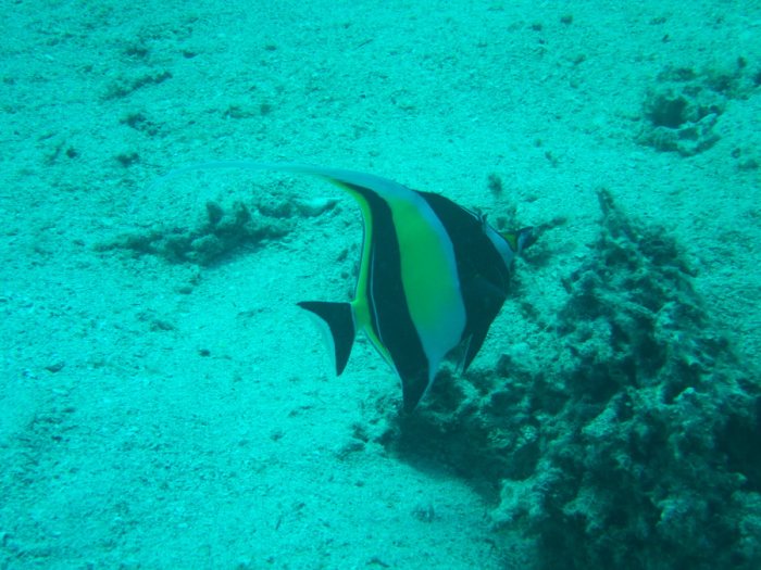 Zanclus cornutus