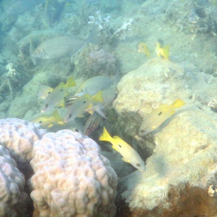 Lutjanus fulviflamma