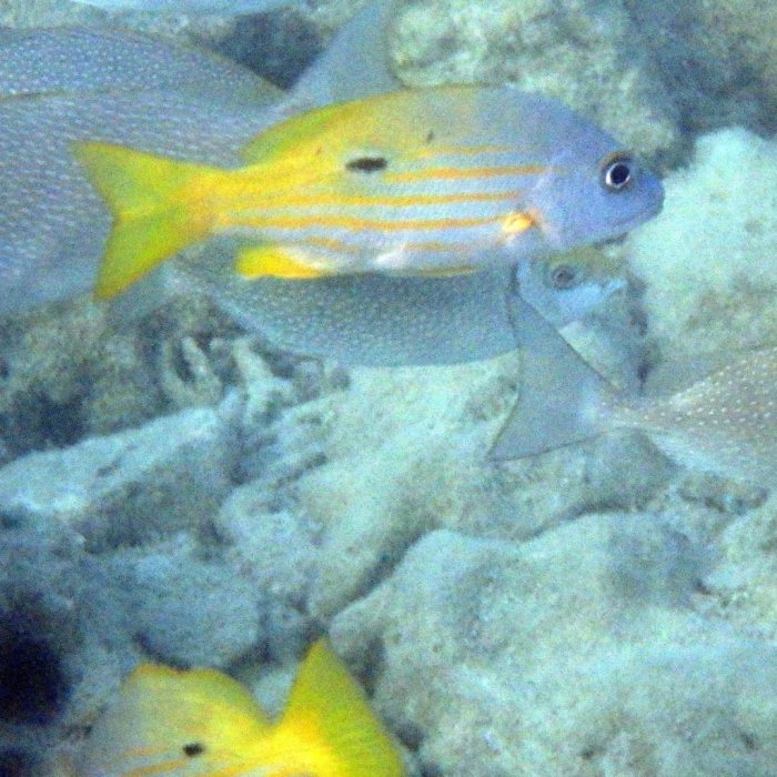 Lutjanus fulviflamma