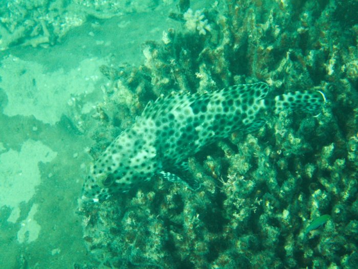 Epinephelus maculatus