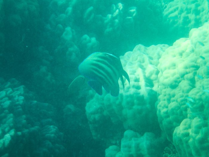 Pomacanthus sexstriatus