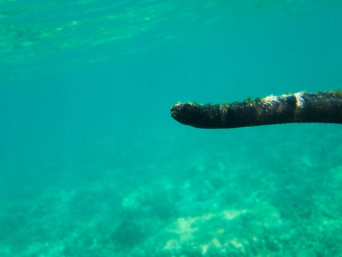 Emydocephalus annulatus