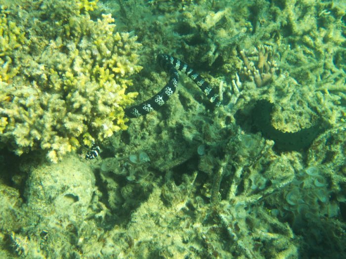 Emydocephalus annulatus