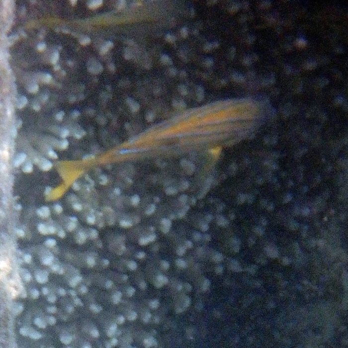 Lutjanus kasmira