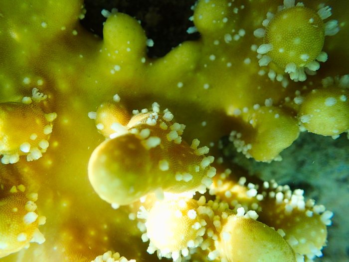 Corail dur