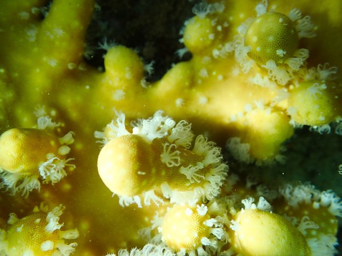 Corail dur