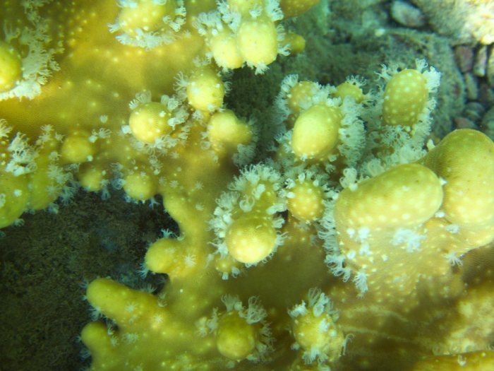 Corail dur