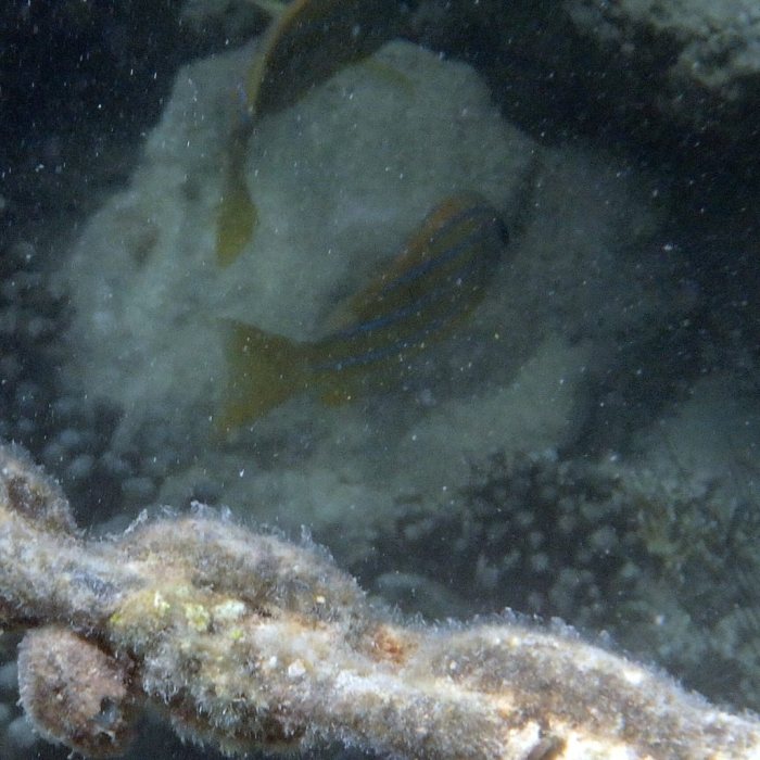 Lutjanus kasmira