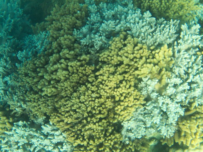 Corail mou