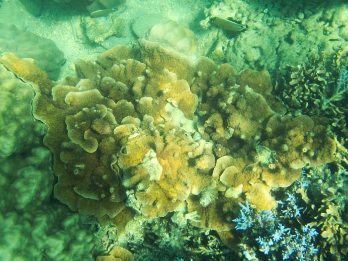 Corail dur