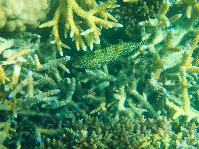Epinephelus merra