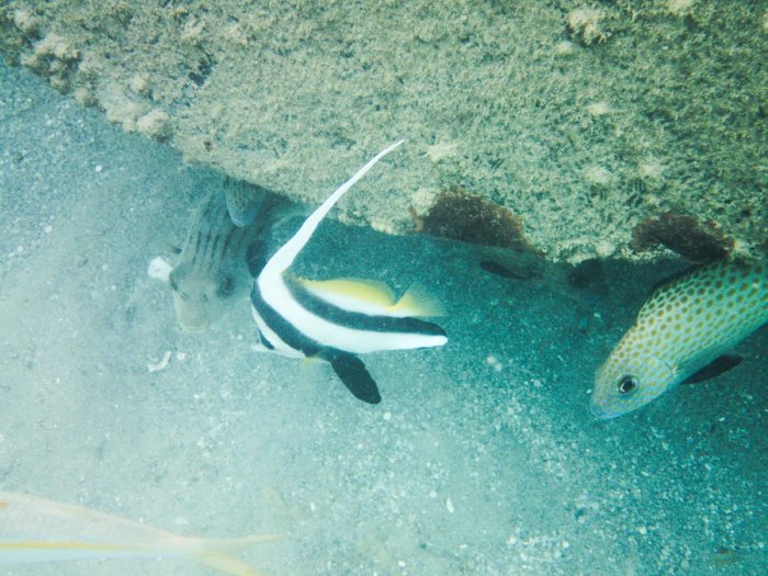 Heniochus acuminatus
